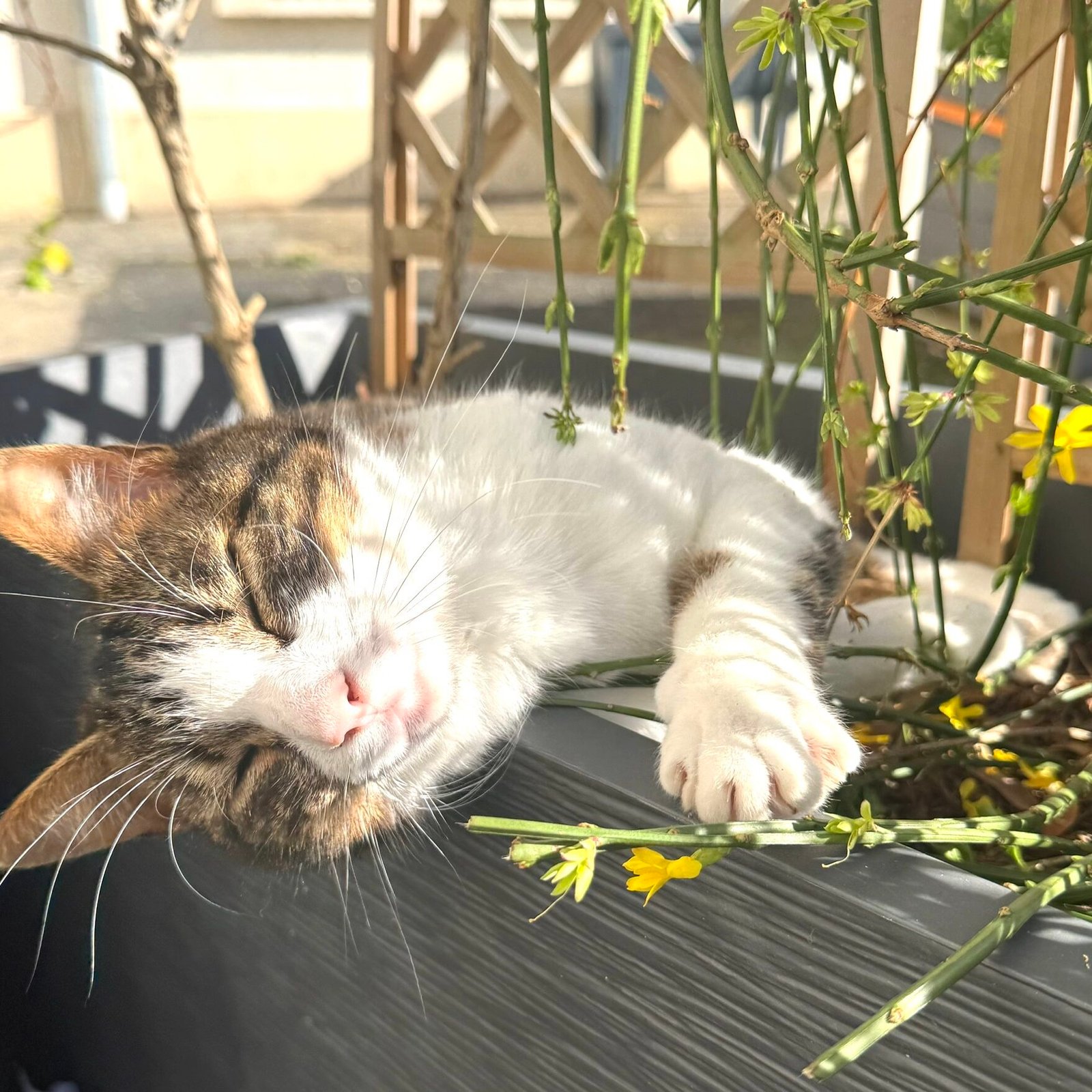 Qui suis-je ? visuel happy
